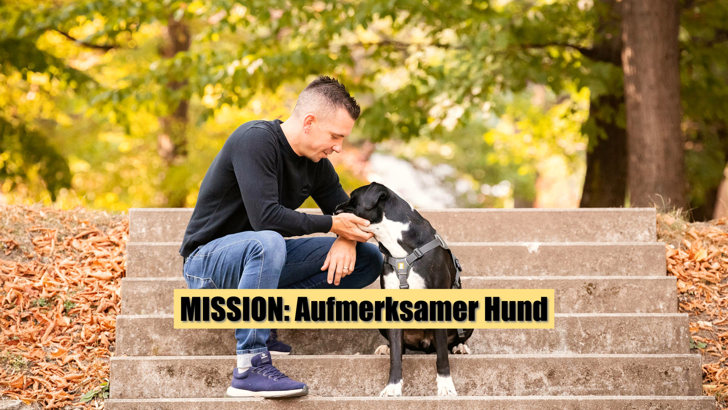 MISSION: Aufmerksamer Hund